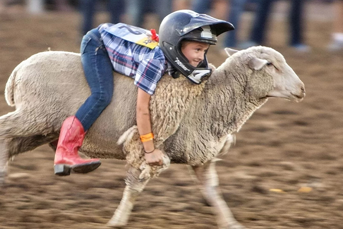 51st Annual Windfest - Mutton Bustin' Mania