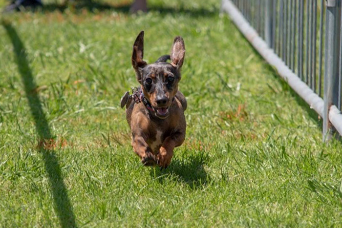 51st Annual Windfest - Woofstock
